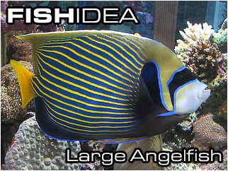 Angelfish large-Ангелы большие
