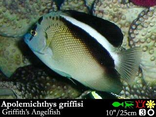 Apolemichthys griffisi