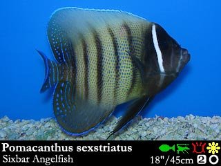 Pomacanthus sextriatus