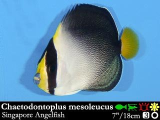 Chaetodontoplus mesoleucus
