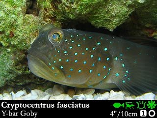 Cryptocentrus fasciatus
