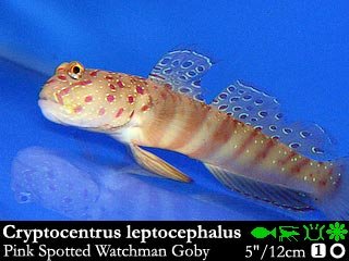 Cryptocentrus leptocephalus