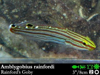 Ambygobius rainfordi