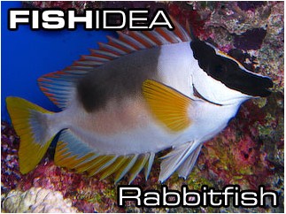 Rabbitfish-Сигановые, лисицы