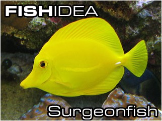 Surgeonfish-Хирурги