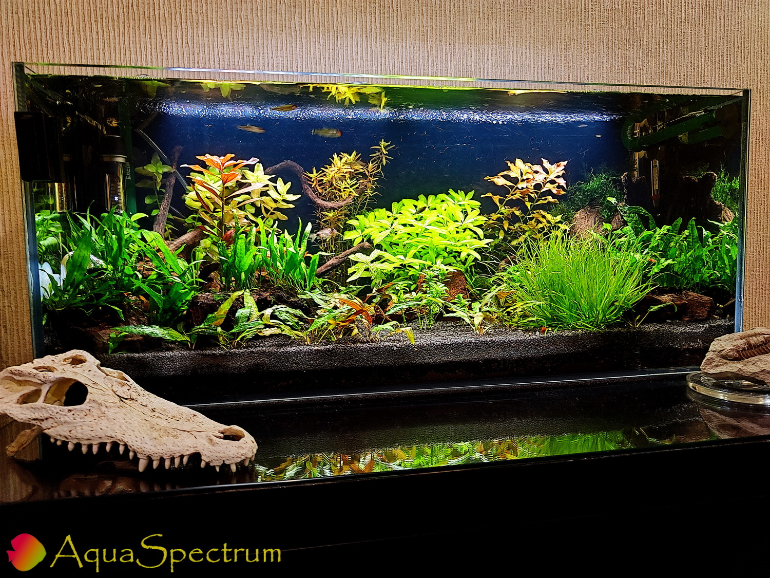 Оформление аквариума с живыми растениями