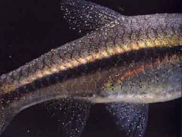 Тело рыбы поражённое Оодиниозом