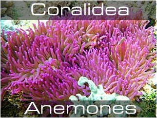 Anemones-Анемоны