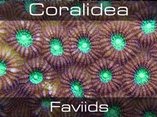 Faviids, Moon and Closed Brain Corals-Закрытые мозговые кораллы
