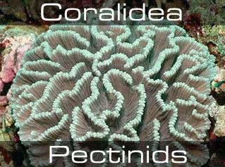 Pectinids, Challice and Spiny Cup Corals-Крупнополипные кораллы чаши