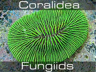 Fungiids-Disc and mushroom corals-Фунгии, Грибные кораллы