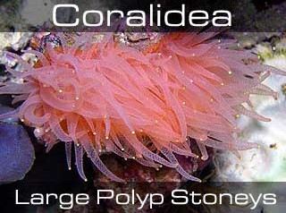 Large Polyp Stoneys-Крупнополипные жёсткие кораллы