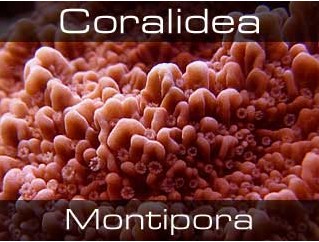 Montipora-Монтипоры