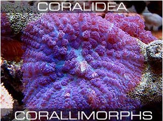Corallimorphs,Mushroom Anemones-Дискоактинии