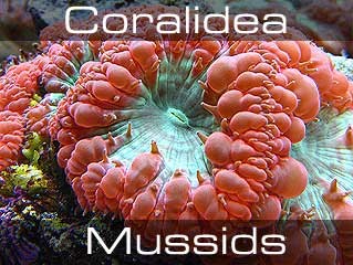 Mussids- Acans and Open Brain Corals-Открытые мозговые кораллы