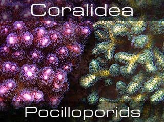 Pocilloporids, Birdnest, Catpaw-Поциллопоры, мелкополипные жёсткие кораллы
