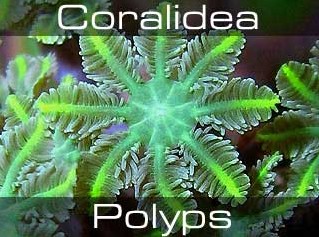 Polyps-Полипы