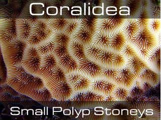 Small Polyp Stoneys-Мелкополипные жёсткие кораллы