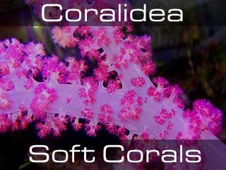 Soft corals-Finger, Devil's hand and Toadstool Leather-Мягкие кораллы