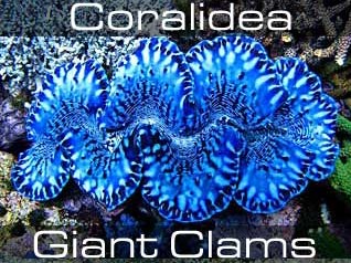 Tridacna & Hippopus (Giant clams)- Гигантские малюски