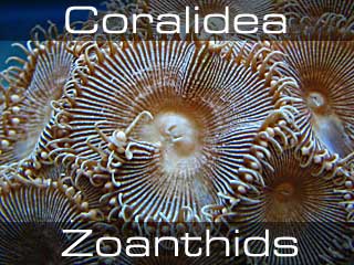 Zoanthids-Полипы, Зоантусы
