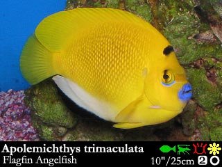 Apolemichthys trimaculata