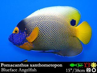 Pomacanthus xanthometopon
