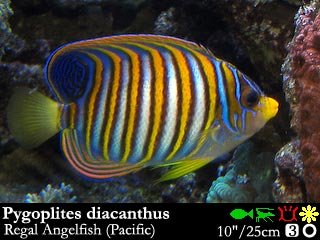 Pigoplites diacanthus