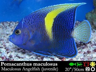 Pomacanthus maculosus