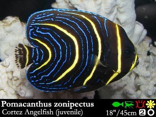 Pomacanthus zonipectus