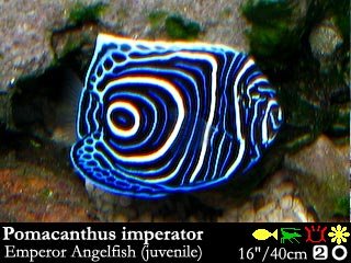 Pomacanthus imperator (Imperor angelfish)