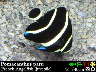 Pomacanthus paru