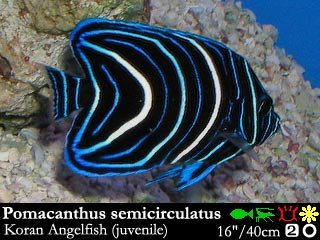 Pomacanthus semicirculatus