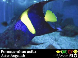 Pomacanthus asfur