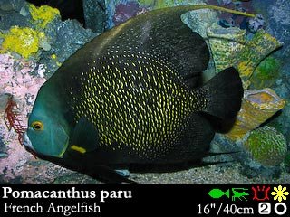 Pomacanthus paru