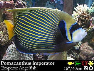 Pomacanthus imperator