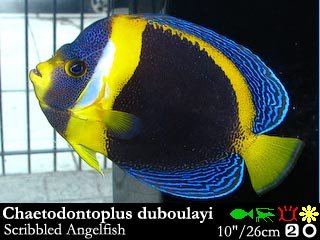 Chaetodontoplus duboulayi