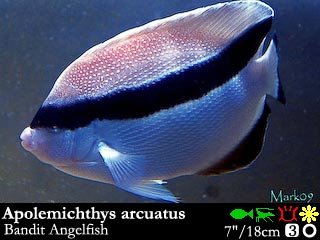 Apolemichthys arcuatus