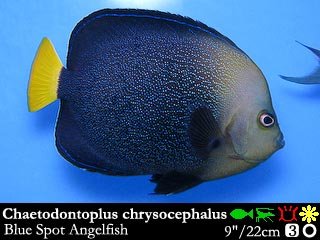 Chaetodontoplus chrysocephalus