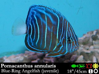 Pomacanthus annularis