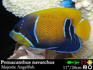 Pomacanthus navarchus