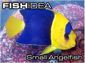 Angelfish small-Ангелы маленькие