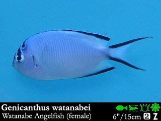 Genicanthus watanabei