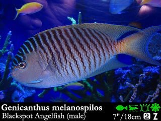 Genicanthus melanospilos