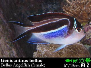 Genicanthus bellus