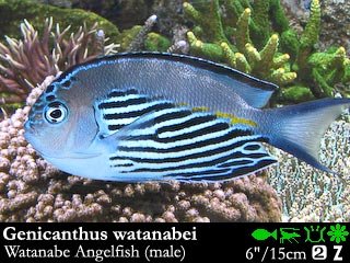 Genicanthus watanabei