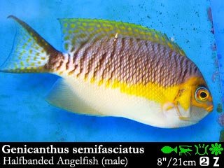 Genicanthus semifasciatus
