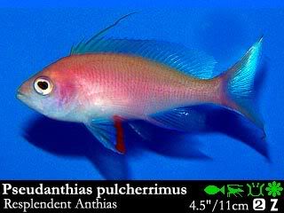 Pceudanthias pulcherrimus
