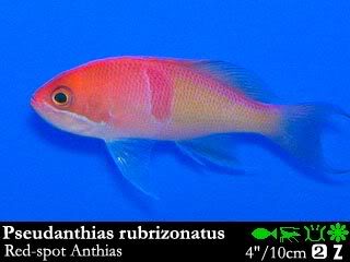 Pceudanthias rubrizonatus