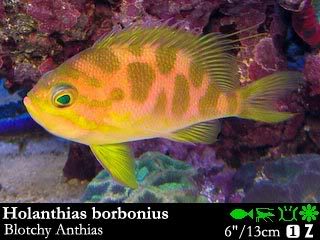 Holanthias borbonius